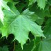 Клён остролистный Глобозум(Acer platanoides Globosum) Штамб